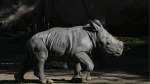 A twelve-day-old rhino called Silverio walks near his mother Hannah during his presentation at the Buin Zoo in Santiago, Chile, Tuesday, July 2, 2024. The baby rhino’s birth is the third of this endangered species born at the Buin. (AP Photo/Esteban Felix)