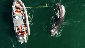 Concern over entangled humpback 