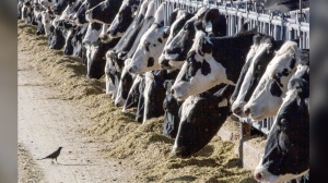 FILE - Dairy cattle feed at a farm in New Mexico on March 31, 2017. A fourth dairy worker in the U.S. has been infected with bird flu. On Wednesday, July 3, 2024, U.S. health officials said a fourth dairy worker has been infected with bird flu in the outbreak linked to U.S. dairy cows. The man, who worked on a Colorado farm where dairy cows tested positive for the virus, developed conjunctivitis or pink eye, Colorado health officials said. The worker received antiviral treatment and has recovered. (AP Photo/Rodrigo Abd, File)