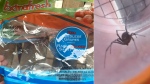 A black widow spider found in a bag of grapes bought at Walmart.