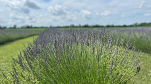 Lavender plants are pictured in this photo taken at Tullamore Lavender Co. on July 4, 2024. (Stefanie Davis/CTV News)