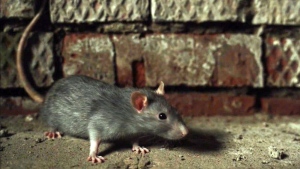 A rat is seen in this undated photo. Two city councillors want an action plan to deal with rat infestation in the city. (CTV News)