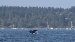 A killer whale breaches the surface of the water in a Comox, B.C., harbour on July 31, 2018. Investigators with an international environmental watchdog want to probe whether Canada is breaking its own laws by not stopping toxic wastewater from being dumped into its Pacific waters. THE CANADIAN PRESS/Jen Osborne