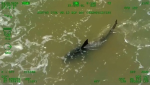 A Texas Department of Public Safety helicopter flying low over South Padre Island spotted a shark in the waters after the attacks on July 4. (Texas DPS / CNN Newsource)