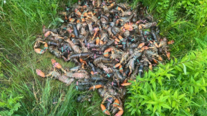 A pile of lobster are shown dumped at the side of a road in northern Ontario. (@OPP_NER)