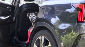 Friday, a 12-year-old catahoula/mountain cur mix, looks out from her spot in the car, in Ottawa on Wednesday, July 17, 2024. THE CANADIAN PRESS/Justin Tang