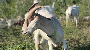 A goat is seen in this photo released by the City of Mississauga. 