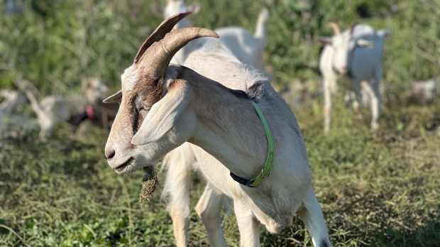 goat, Mississauga, grazing 