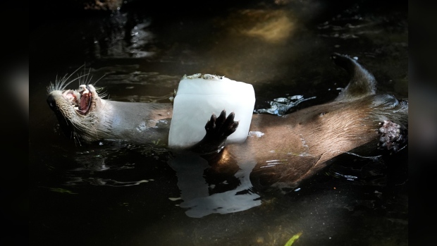 river otter holds a block of ice