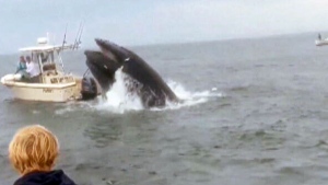 Breaching whale crashes into boat
