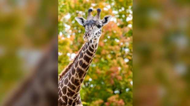 Matu giraffe