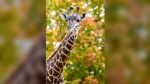 Matumaini (Matu), an endangered Masai giraffe born at the Toronto Zoo on Feb. 25, 2022, died on July 25. (The Toronto Zoo photo)

