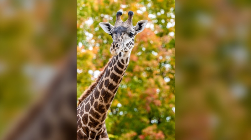Toronto Zoo shares what led to 2-year-old giraffe’s death