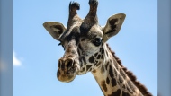 Matumaini (Matu), an endangered Masai giraffe born at the Toronto Zoo on Feb. 25, 2022, died on July 25. (The Toronto Zoo photo)

