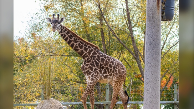 Matu giraffe