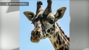 2-year-old giraffe dies at Toronto Zoo