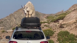 Caught on Cam: Goat climbs on top of car