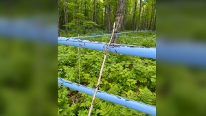 Forest tent caterpillars