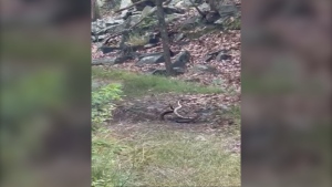 Hikers stumble upon rare snake fight
