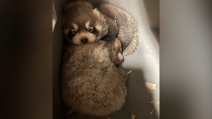 Red panda cubs