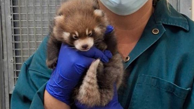 Red panda cub