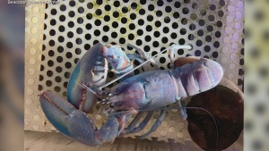 'Cotton candy' lobster caught