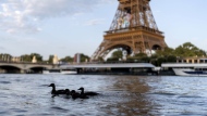 Ducks swim along the Seine River in front of the Eiffel Tower during the 2024 Summer Olympics, Monday, July 29, 2024, in Paris.  (AP Photo/David Goldman)