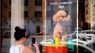 The new Dolce and Gabbana dog perfume called "Fefe" in honour of Domenico Dolce's dog and released earlier this month is displayed on the shop window of the fashion brand boutique in Rome, Tuesday, Aug. 6, 2024. (AP Photo/Gregorio Borgia)