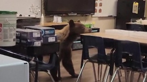 WATCH: Bear walks around teacher’s classroom