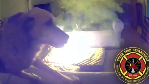 Family dog sets fire 