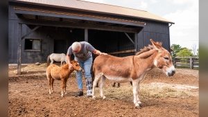 miniature horse and miniature donkey