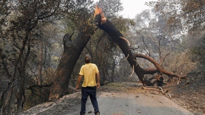 A man glances up at a tree that is blocking his way while attempting to go home after a fire ravaged the area on Mix Canyon Road in Vacaville, Calif., on Thursday, Aug. 20, 2020. (Jose Carlos Fajardo/Bay Area News Group via AP, File)