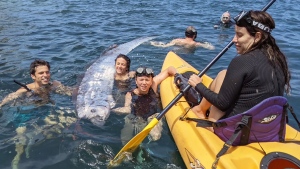 Rare deep sea oarfish carcass found