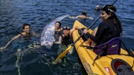 This image provided by The Scripps Institution of Oceanography shows a team of researchers and science-minded snorkelers working together to recover a dead oarfish from La Jolla Cove, Calif., Saturday, Aug. 10, 2024. (Michael Wang/The Scripps Institution of Oceanography via AP)