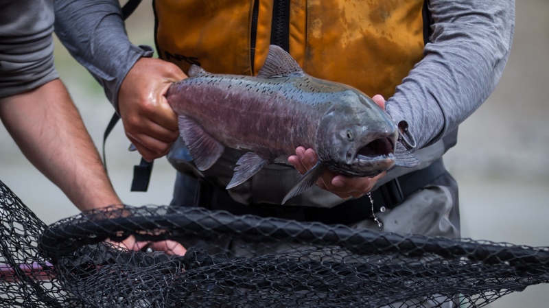 Low water levels affecting salmon migration in B.C. rivers, DFO says