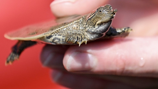 Quebec turtle