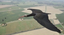 Northern Bald Ibis