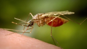 This 2014 photo made available by the U.S. Centers for Disease Control and Prevention shows a feeding female Anopheles funestus mosquito. (James Gathany/CDC via AP)