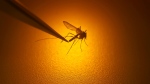 A mosquito in Salt Lake City, Aug. 26, 2019. (AP Photo/Rick Bowmer, File)