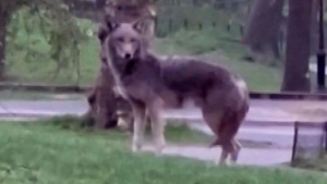 Central Park coyote finds love 