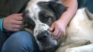 Dog missing for over two years returns home