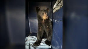 Chatham-Kent's Pet and Wildlife Rescue (PAWR) Centre had an unusual animal in its care for a part of the Labour Day long weekend. (Source: Myriam Armstrong)