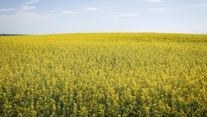 Canola fields