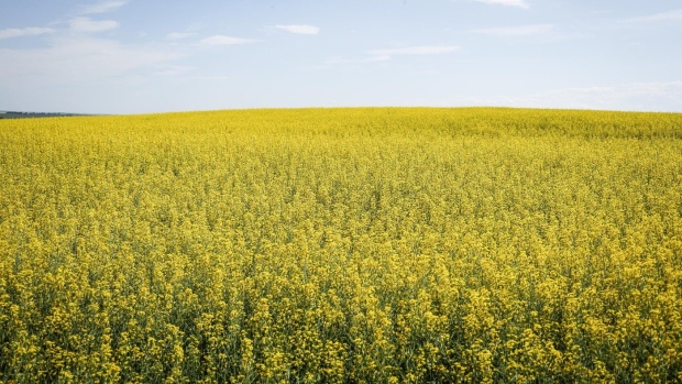 Canola fields