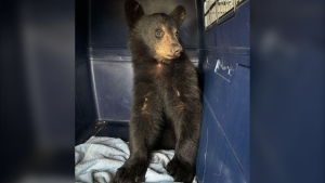 A black bear cub is shown in a handout photo. The director of an animal charity in southwestern Ontario is calling on people to seek local support for injured animals after two men picked up a black bear cub on a 10-hour drive in their vehicle from Cochrane to Windsor. THE CANADIAN PRESS/HO-Chatham-Kent Pet and Wildlife Rescue Centre 