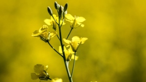 Prairie farmers are bracing for a financial hit in the wake of Tuesday's news that China will launch an anti-dumping investigation into Canadian canola imports.A canola plant in full bloom is pictured near Cremona, Alta., Monday, July 15, 2024. THE CANADIAN PRESS/Jeff McIntosh