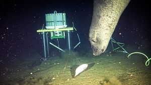 A northern elephant seal forages near an Ocean Networks Canada research instrument in the Barkley Canyon, 645 metres deep off the British Columbia coast as shown in this undated handout image provided by Ocean Networks Canada. THE CANADIAN PRESS/HO-Ocean Networks Canada *MANDATORY CREDIT*