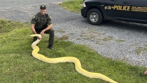 DEC Officer Jeff Hull poses with a Burmese python that was confiscated from a home in New Hartford, N.Y., on Aug. 28, 2024.(New York State Department of Environmental Conservation via AP)