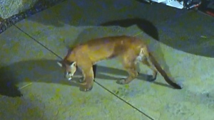 Mountain lion prowls Calif. neighbourhood