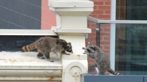 Two raccoons climb over buildings on Queen Street in downtown Toronto. (Joshua Freeman /CP24)